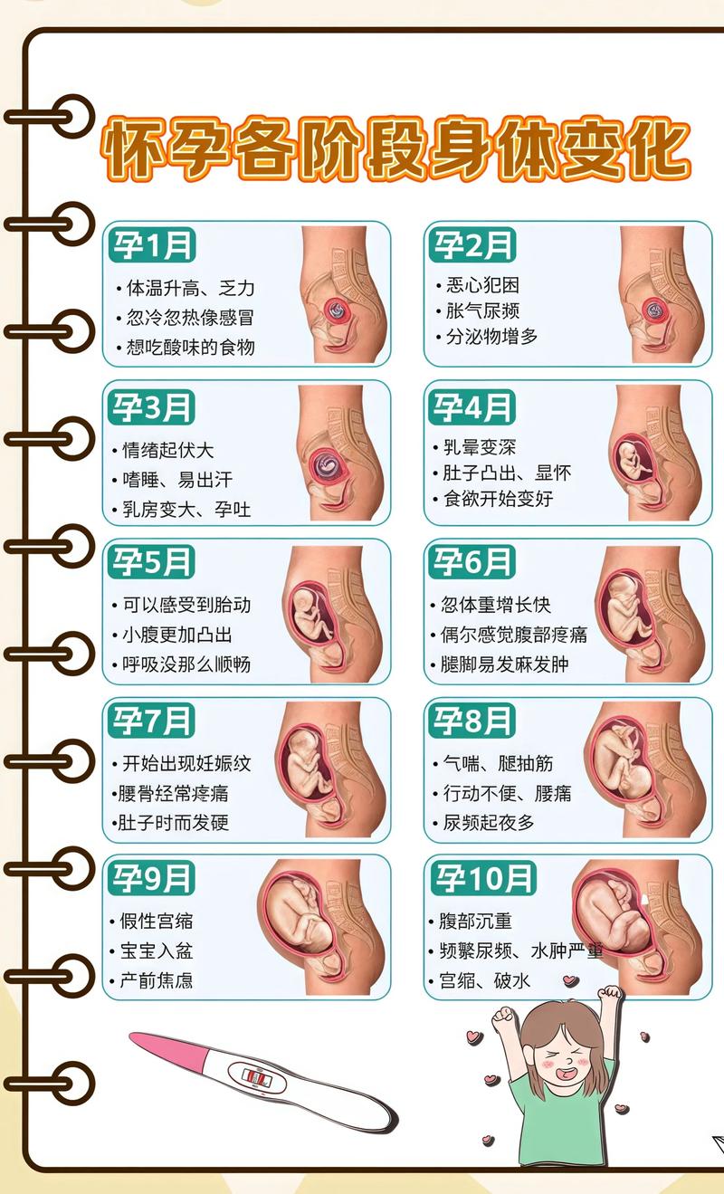 揭秘供卵代孕妈妈怀孕小腹分两节，孕期变化的奥秘郑州代生机构:
